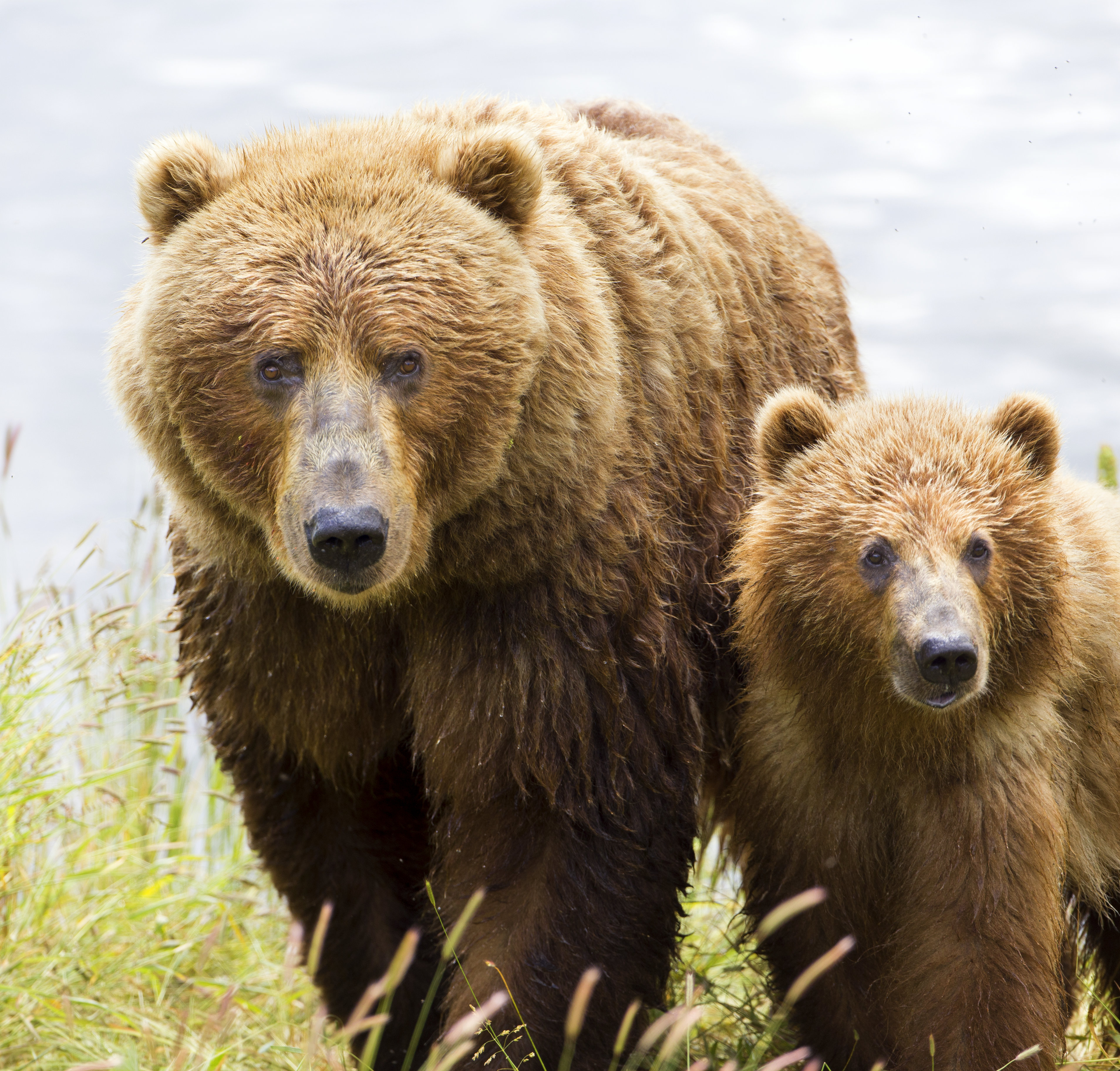Bear and cub Bear and cub