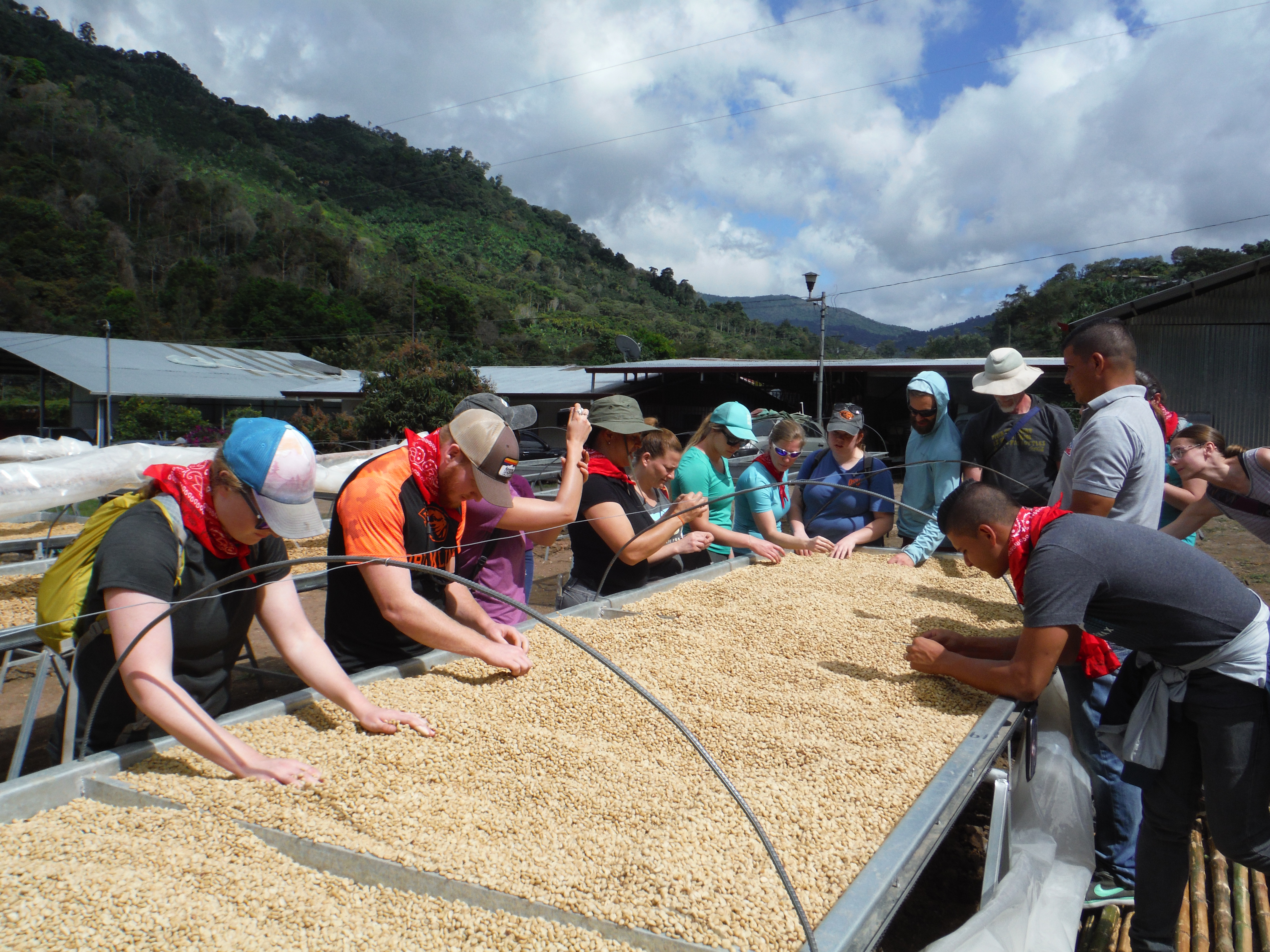 students sifting dried coffee beans