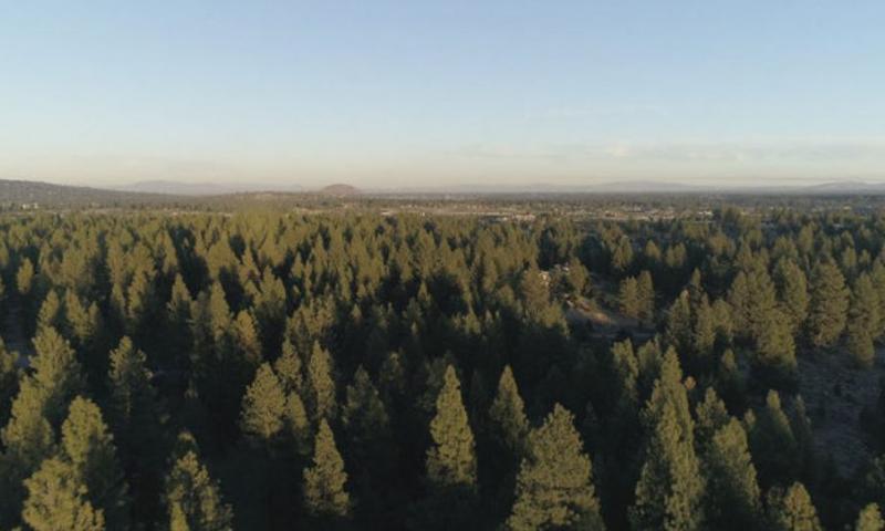 Central Oregon Forest