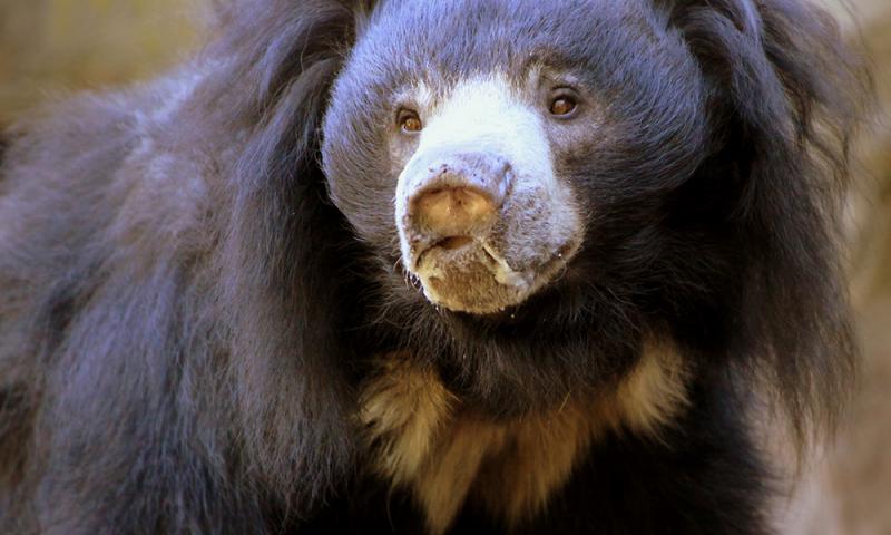 Animal images Animal images