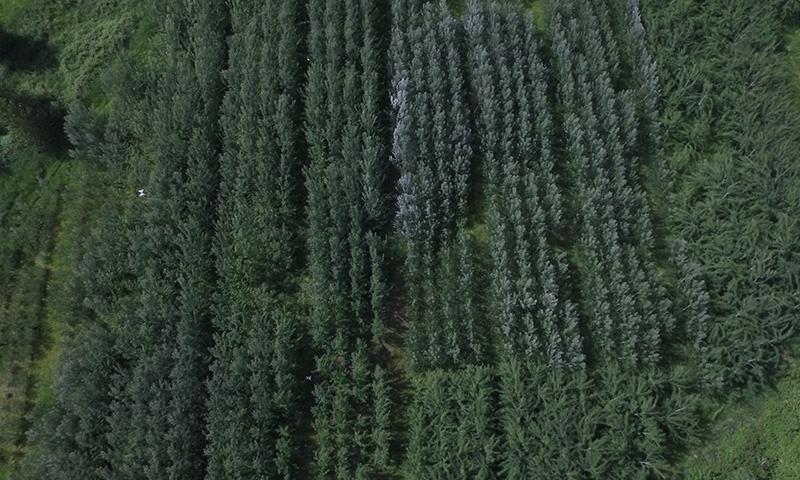 GE trees GE trees
