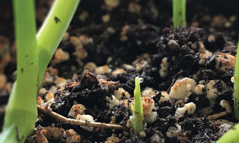 seedling seedling